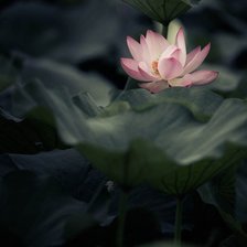 Схема вышивки «№981500»