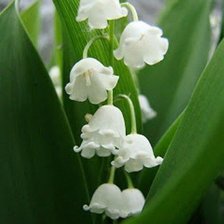 Схема вышивки «№981503»