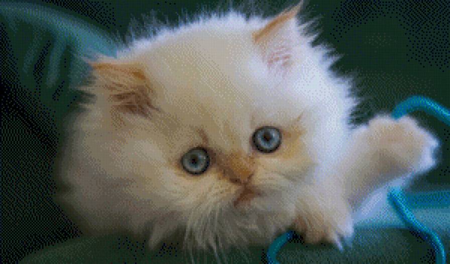 Перс - перс, котенок, кот - предпросмотр