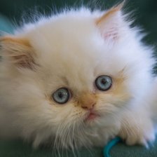 Схема вышивки «Перс»