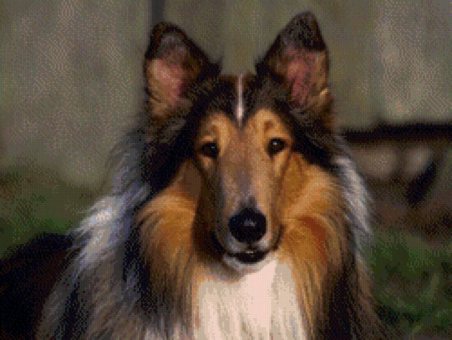 Колли - собака, животные - предпросмотр