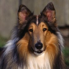 Схема вышивки «Колли»