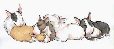 бультерьеры - щенки, бультерьер - оригинал