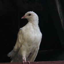 Схема вышивки «красивая голубка»