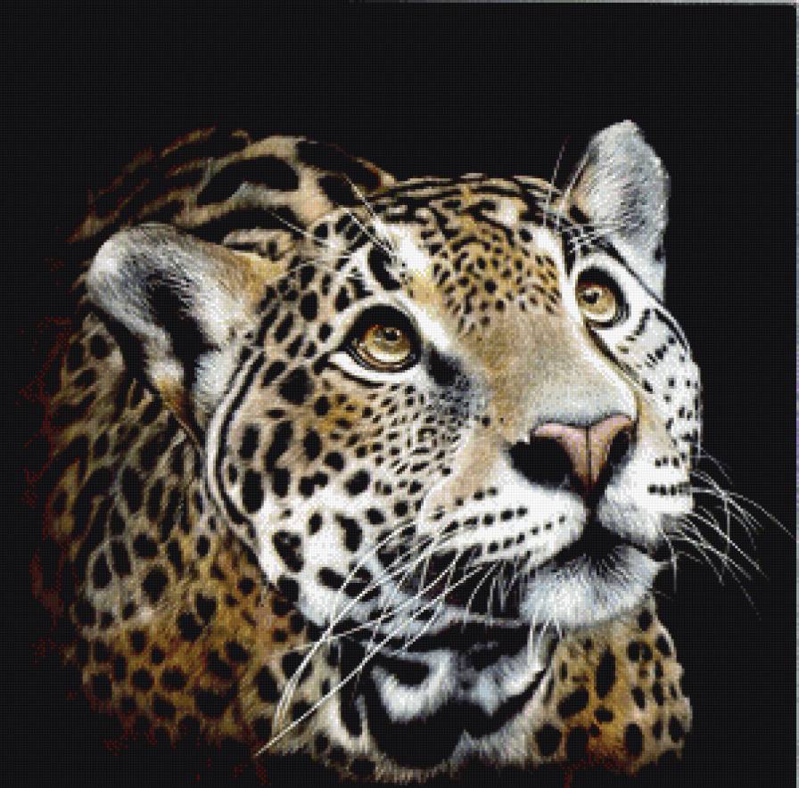 леопард - леопард, хищник - предпросмотр