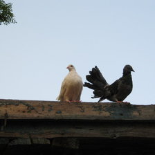 голубь и голубка