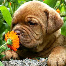 Схема вышивки «Серия "Домашние любимцы"»