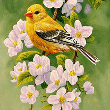 Схема вышивки «Серия "Пернатые" Райские птички"»