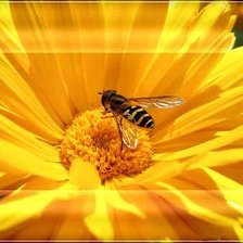 Схема вышивки «цветы»