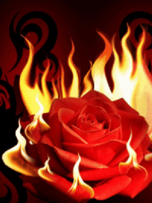 Серия " Огненая Роза" - огонь, роза - оригинал