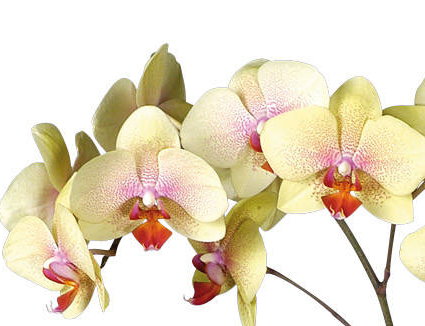 желтые орхидеи - орхидеи, цветы - оригинал