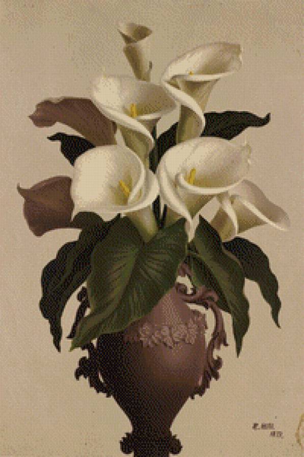 калы - цветы.калы - предпросмотр