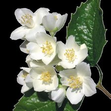 Схема вышивки «яблоневый цвет»