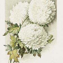 Схема вышивки «кризантемы»