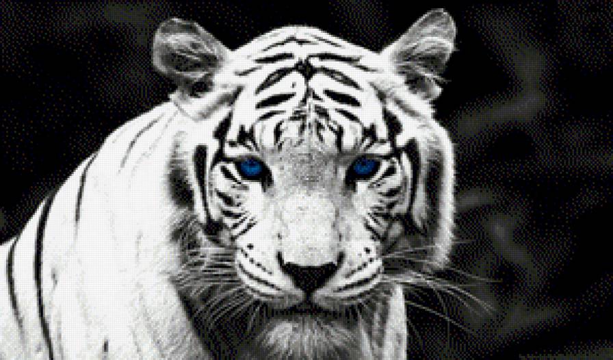 Тигр - тигр, хищник - предпросмотр