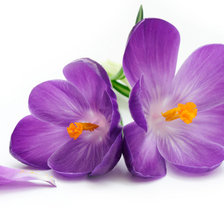 Схема вышивки «крокусы»