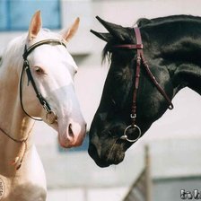 Схема вышивки «пара лошадей»