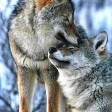 Схема вышивки «Волчица»