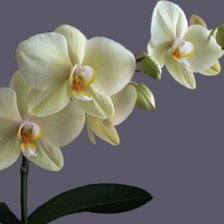 Схема вышивки «орхидея на сером»