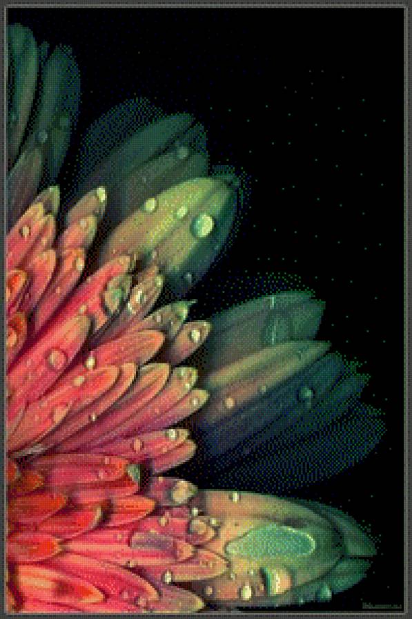 beautiful colours - цветы - предпросмотр