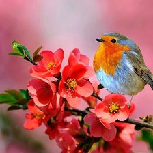 Схема вышивки «Птичка в красных цветах»