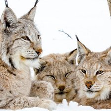 Рысья семья