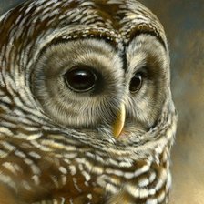 Схема вышивки «совушка»