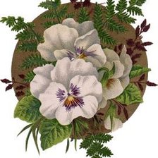 Схема вышивки «анютины глазки»