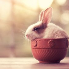 Маленький зайчонок в мисочке