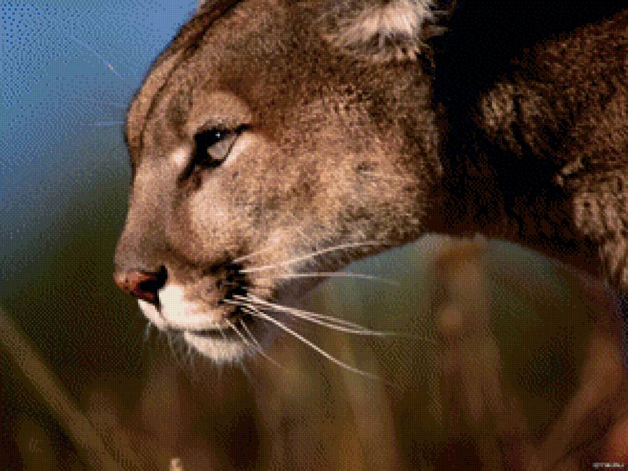 Пума - крупным планом, пума, животное, зверь - предпросмотр