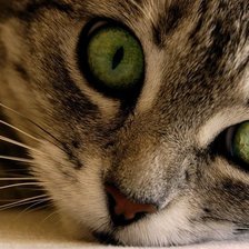 Схема вышивки «Кот»