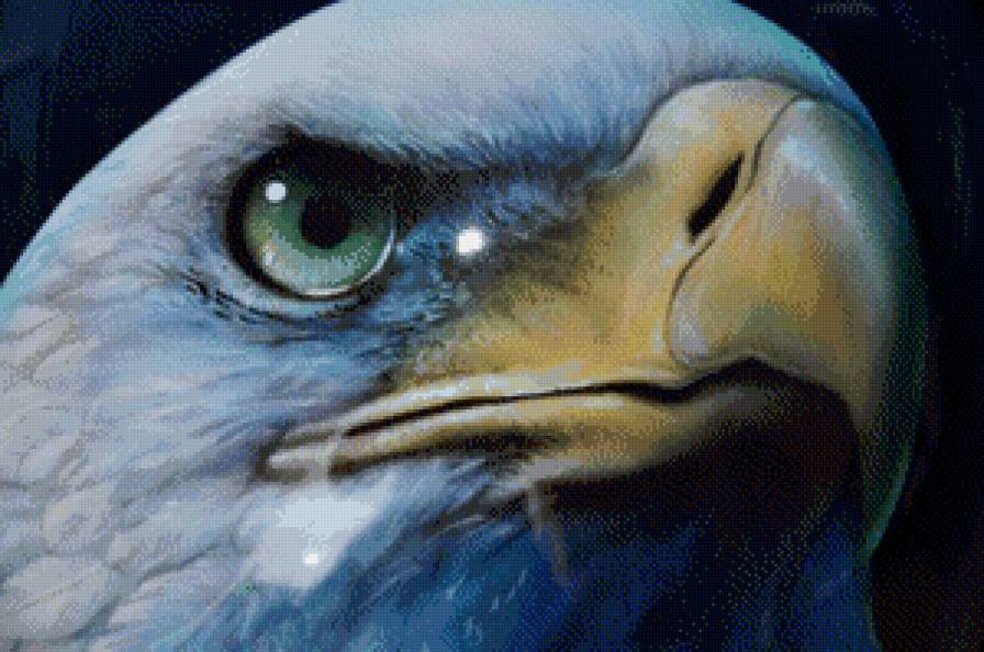 Орел - птица, орел, крупным планом - предпросмотр