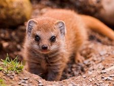 Схема вышивки «Зверек»