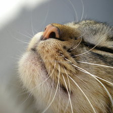 Схема вышивки «Носик»