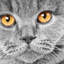 Схема вышивки «Кот»