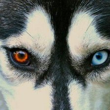 Схема вышивки «Взгляд сибирской хаски»