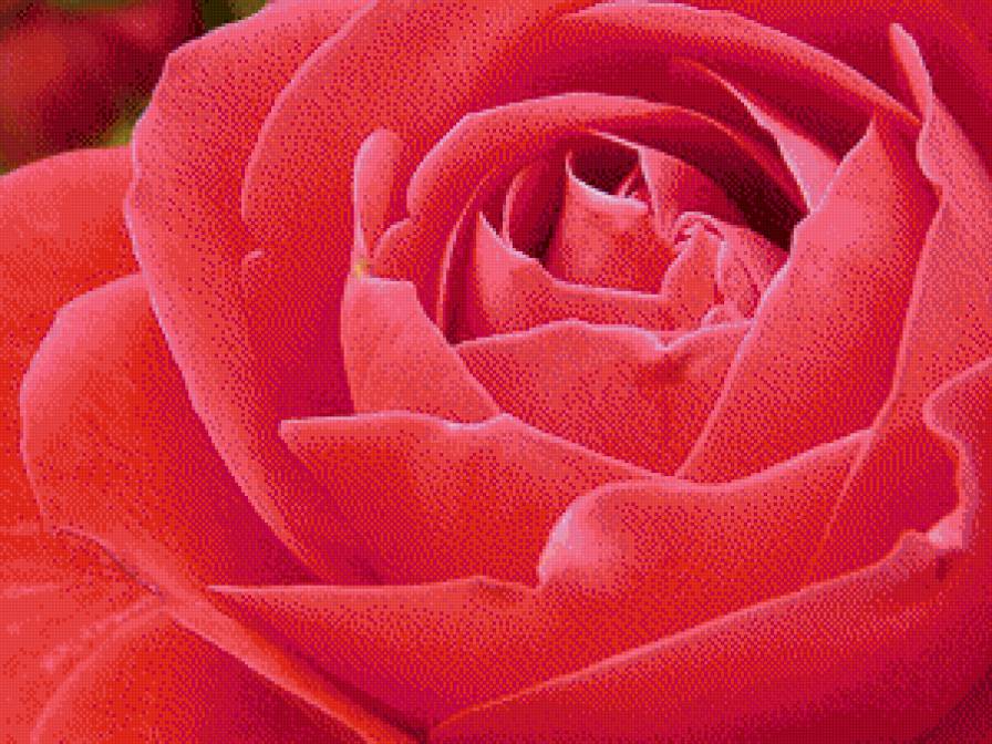 Роза - роза, крупным планом, цветок - предпросмотр