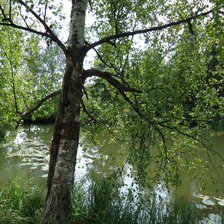 Схема вышивки «Березка у пруда»