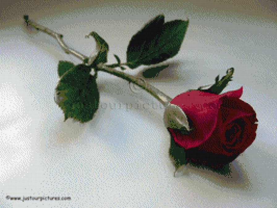 роза 2 - предпросмотр