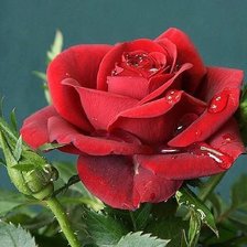 Схема вышивки «розочка»