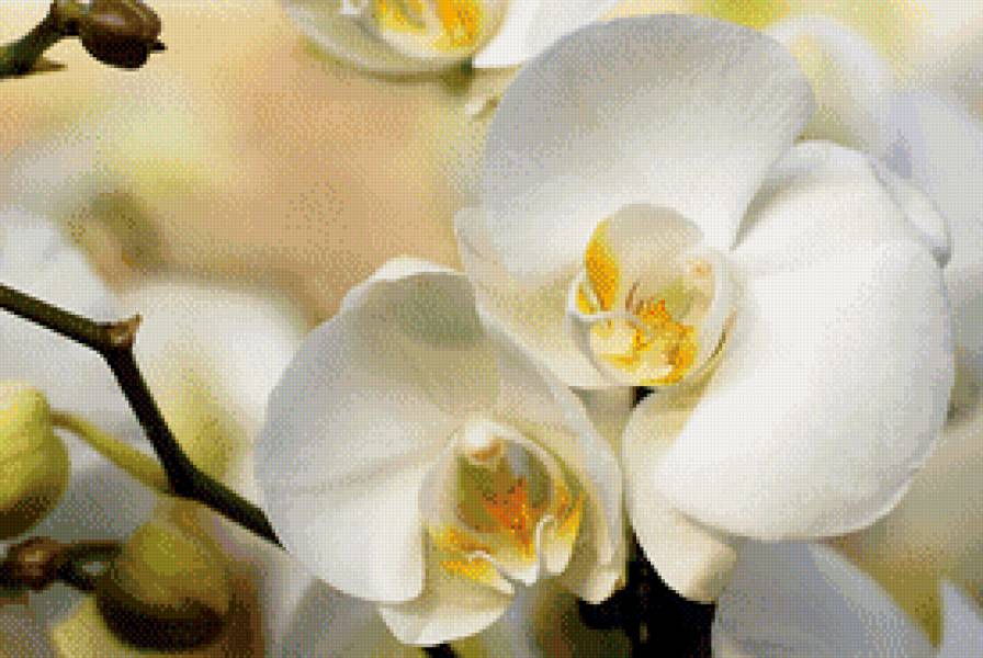 Белая красавица орхидея - цветы, орхидеи - предпросмотр