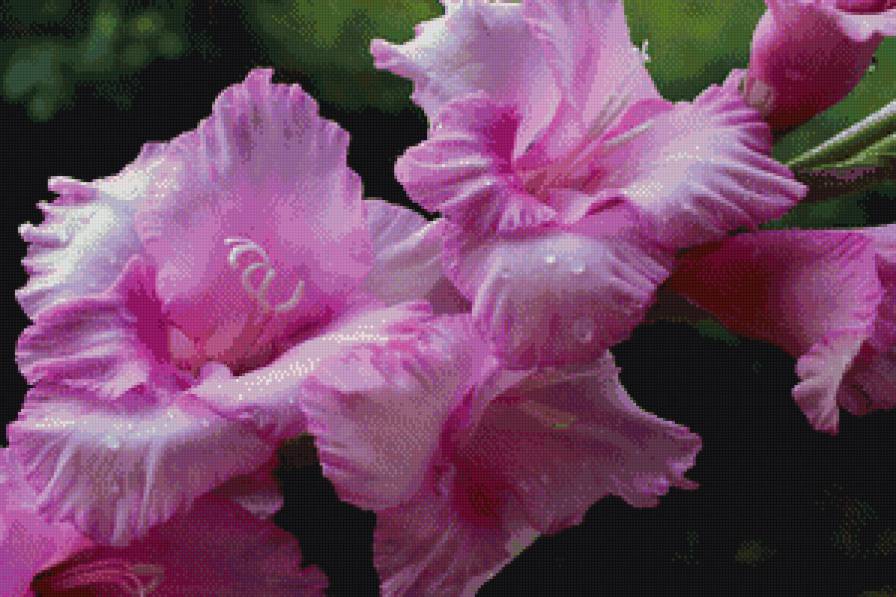 Гладиолусы - цветы, природа - предпросмотр