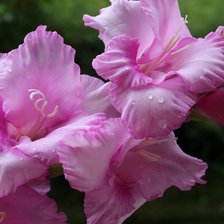 Схема вышивки «Гладиолусы»