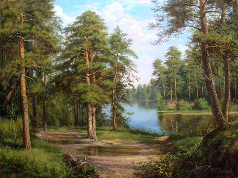 Сосны на берегу реки - лето, сосны, природа. пруд, пейзаж - оригинал