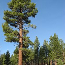 Схема вышивки «Сосны»