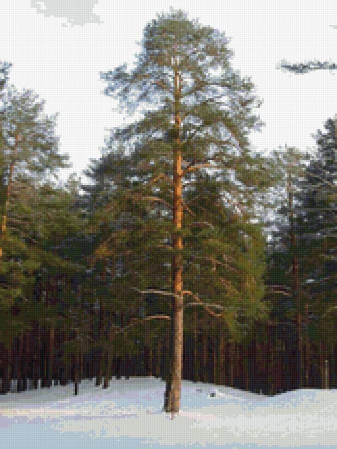 Зимний лес - природа, зима, сосны - предпросмотр