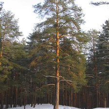 Схема вышивки «Зимний лес»