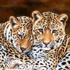 Схема вышивки «Гепарды»