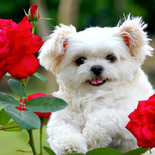 Схема вышивки «Щенок и розы»