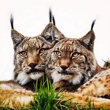 Схема вышивки «рысиная пара»